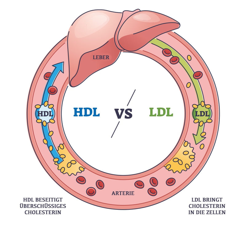 Cholesterin hdl ldl kreislauf de