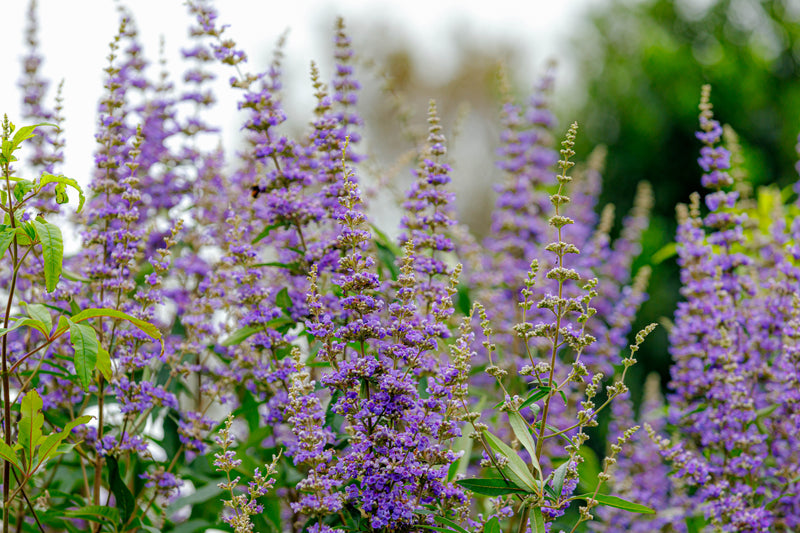 Mönchspfeffer Agnus Castus