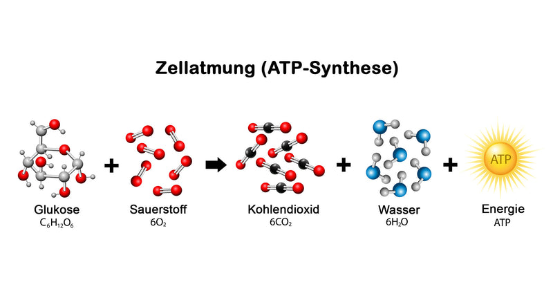 Q10 mitochondrien zellatmung infografik